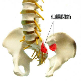 仙腸関節